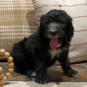 olde english goldendoodle puppy in SE Iowa