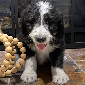 olde english goldendoodle puppy in SE Iowa