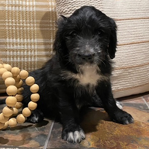 olde english goldendoodle puppy in SE Iowa