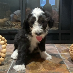 olde english goldendoodle puppy in SE Iowa