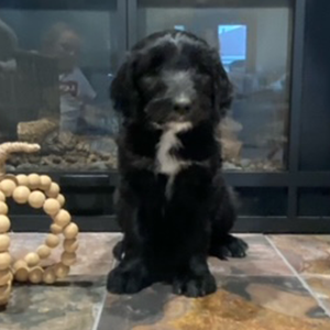 olde english goldendoodle puppy in SE Iowa