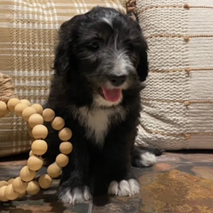 olde english goldendoodle puppy in SE Iowa