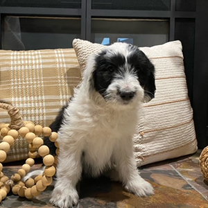 olde english goldendoodle puppy in SE Iowa