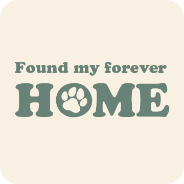 home placeholder photo for olde english goldendoodle puppies who have been adopted